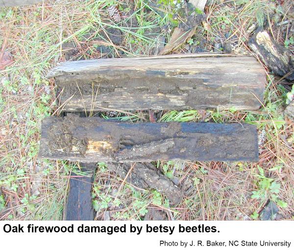Betsy beetles infest wet hard woods outdoors.